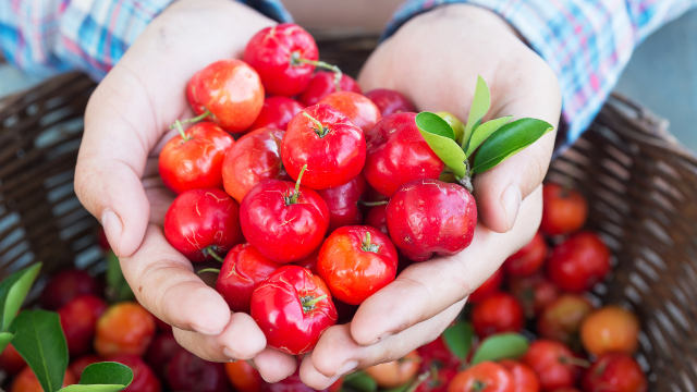 Como cultivar acerola em casa? Essa árvore frutífera pode ser plantada em um vaso!