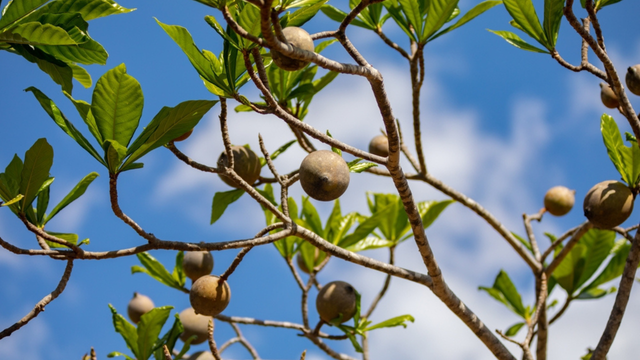 Frutinha de nome curioso, conhecida como "corante natural", costuma passar batida em centros urbanos, mas surpreende com benefícios que quase ninguém imagina
