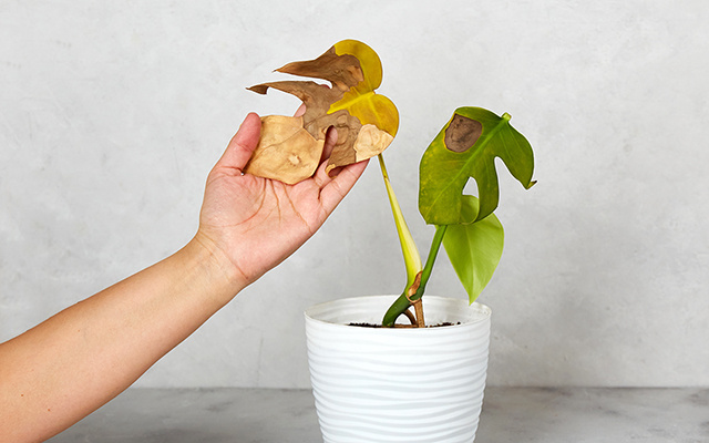 Minhas plantas sempre queimavam no calor, até que fiz 4 ajustes simples que mudaram tudo