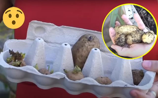 Ah, vai plantar batata... É pra já! Fazer muda de batata-inglesa é muito fácil, você vai precisar de uma caixa de ovo e um lugar escuro