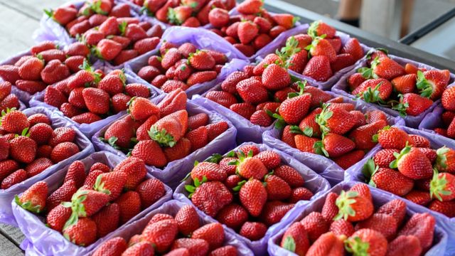 Frutas vermelhas concentram antioxidantes que auxiliam no combate à inflamação e ao envelhecimento celular. (créditos: Shutterstock)