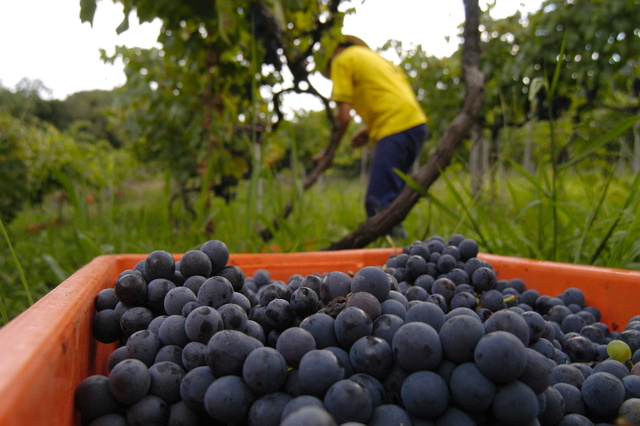 Ir para Bento Gonçalves no verão é a melhor época do ano se quiser participar da colheita das uvas (Créditos: Divulgação APROVALE/Gilmar Gomes)