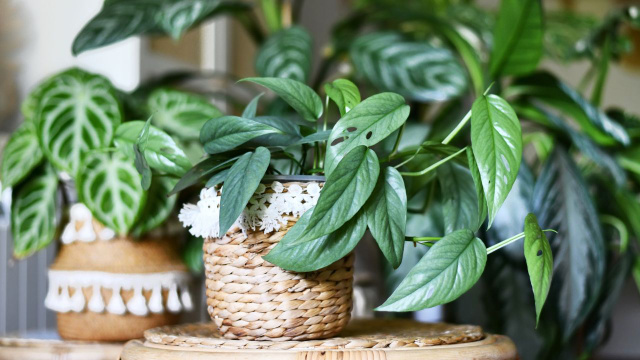 Vai viajar? Veja como manter a umidade das plantas por mais de 10 dias, é possível!