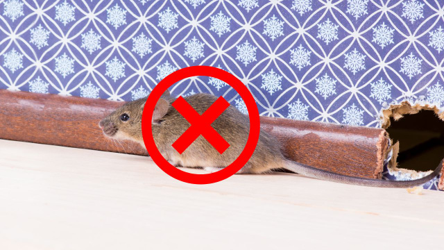 Mantenha os ratos longe de sua casa permanentemente com uma mistura simples borrifada no chão