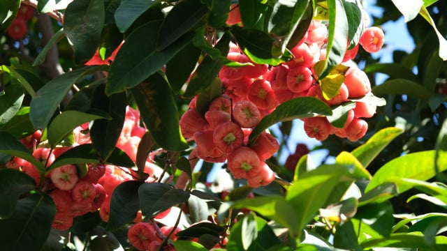 O fruto asiático que perfuma os quintais e decora o chão com suas flores: combate o envelhecimento precoce e é rico antioxidantes