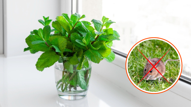 A planta que vai espantar os ratos da sua casa de um jeito cheiroso: plante em vasos e coloque nas entradas, janelas e áreas por onde essa praga possa passar