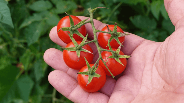 Um jeito simples de cultivar tomate-cereja sem ocupar espaço na varanda. (Foto: Shutterstock)