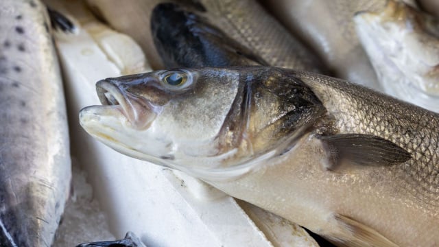 Os pescadores espanhóis concordam: “Esta parte da merluza deve ser removida porque está cheia de parasitas.”