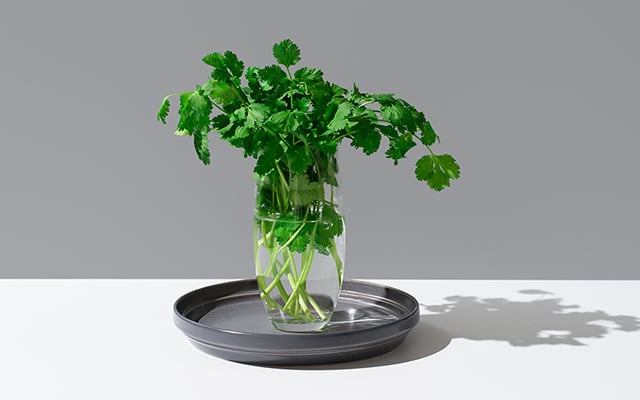 Como conservar o coentro por até 2 semanas: o truque do pote de vidro que mantém o frescor por dias