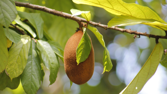 A fruta subestimada que poucos conhecem e que aumenta a energia em minutos, sem esforço