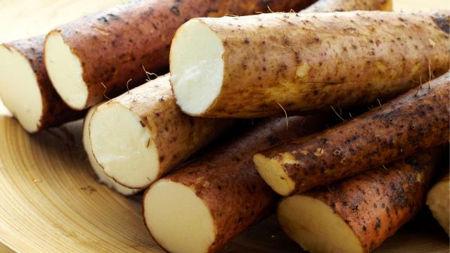 Um inhame vira muitos em pouco tempo: aprenda como plantar inhame em vaso e tenha sempre o alimento cheio de benefícios em casa