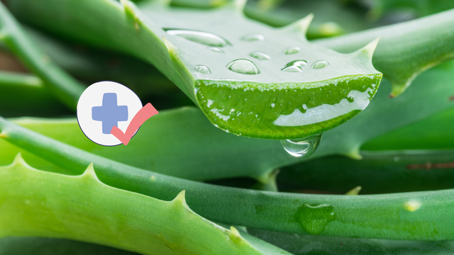 Acelera a cicatrização e melhora a digestão: os benefícios incríveis da aloe vera para a saúde