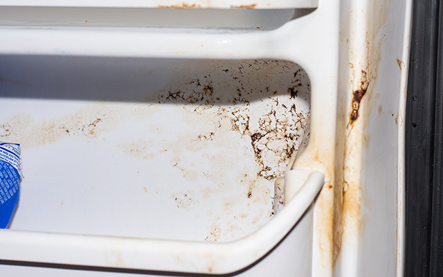 3 truques para evitar que sua geladeira se torne um criadouro de bactérias e fungos