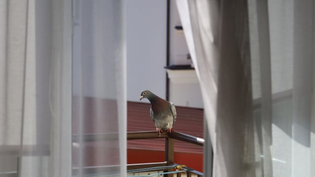 Com pequenos ajustes no dia a dia é possível deixar a varanda menos atrativa para essas aves (Créditos: Shutterstock)