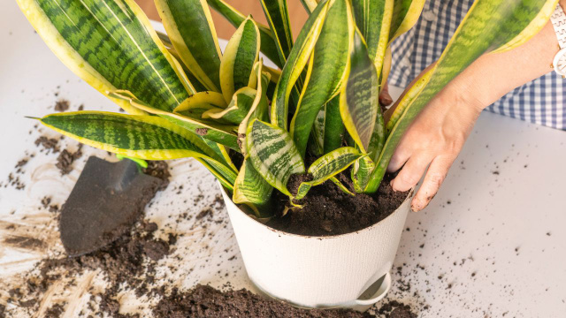 Meu jardineiro ensinou a colocar um ramo de alecrim na minha da Espada-de-São-Jorge e agora minha planta está muito mais forte!