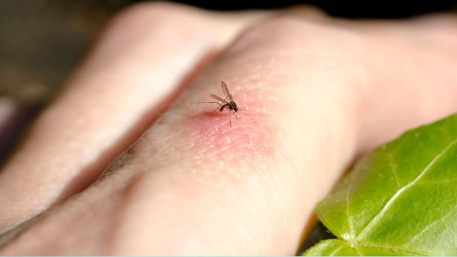 Com as chuvas e o calor, é normal ter mosquitos em casa se você não tem essas plantas para afastá-los naturalmente