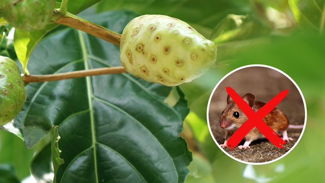 Fruta funciona como repelente natural de ratos em casa: mantenha os roedores longe com esse método natural