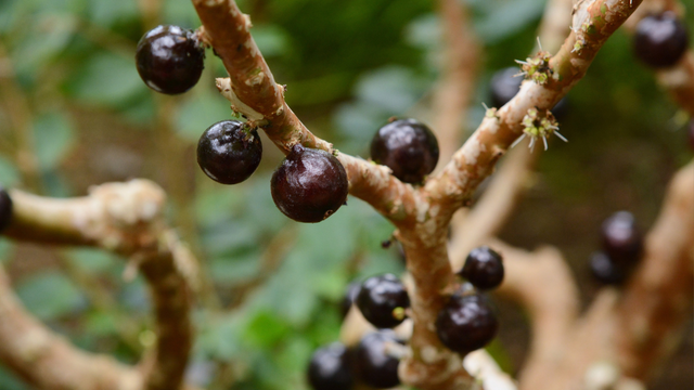 Perfeita para varandas e quintais pequenos: como cultivar jabuticaba em vasos