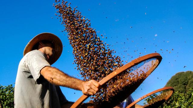Grãos de café são muito valorizados no Brasil e no mundo. (Crédito: Shutterstock)