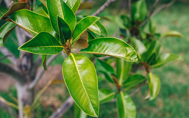 A carne dos pobres: a planta trepadeira que tem mais proteína que o feijão