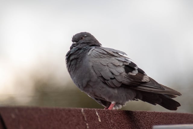 O movimento e os reflexos das fitas podem deixar o local menos atrativo para as aves. (créditos: Shutterstock)