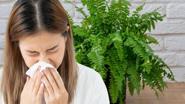 6 plantas que você nunca deve ter em casa se for uma pessoa alérgica