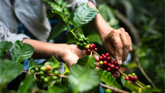 Colheita de café: bebida apreciada por todo o Brasil também é foco de destinos turísticos. (Crédito: Shutterstock)