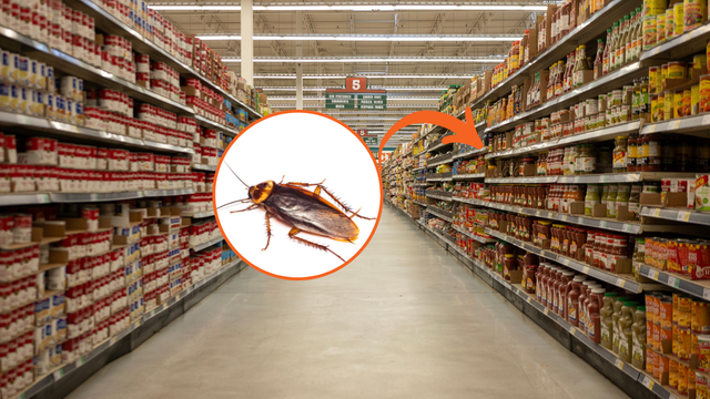 Compre feijão e leve baratas de brinde: fiscalização recolhe mais de 200 kg de alimentos impróprios em seis mercados