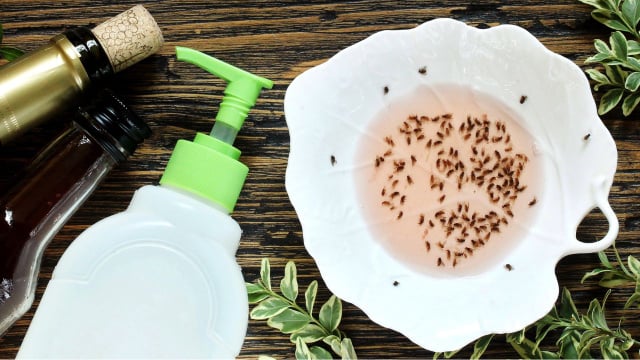 Armadilha com vinagre é perfeita para deixar as moscas longe da sua casa