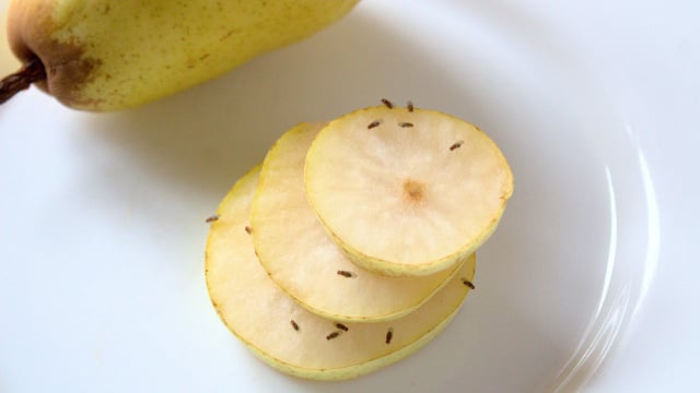 Não acreditei até testar: esse item comum em casa realmente afasta as mosquinhas de fruta