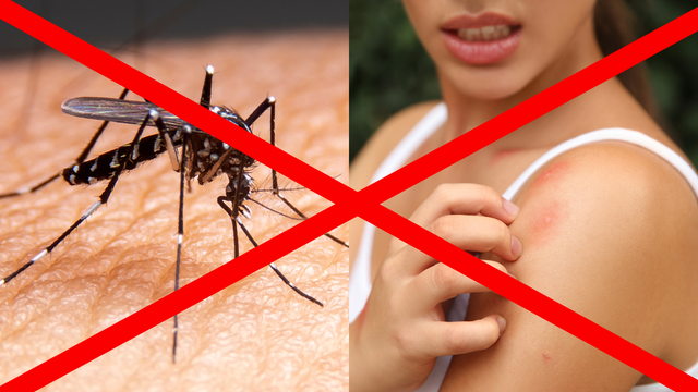 Dica de dona de casa não tem erro: é isso que elas fazem para manter os mosquitos longe. É muito fácil!