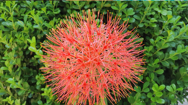 Planta Estrela de Natal: como cuidar e cultivar a Haemanthus, que ficará linda na sua decoração natalina