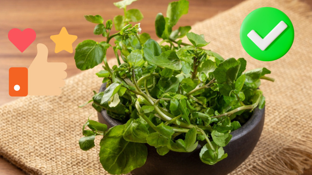 Qual é a melhor forma de comer agrião para preservar os seus benefícios?