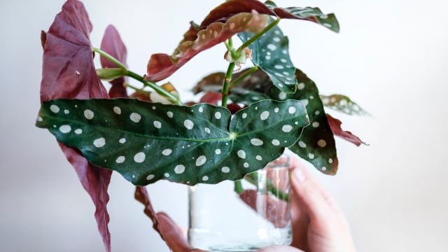 A begônia tem flores que vão deixar o ambiente mais bonito (Créditos: Shutterstock)