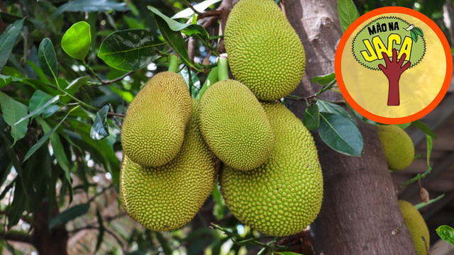 Doação gratuita de jaca acontece na Quinta da Boa Vista no dia 28 a partir das 8h