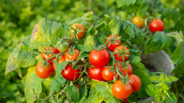 9 em cada 10 jardineiros esquecem deste fertilizante natural que dobra a quantidade de tomates