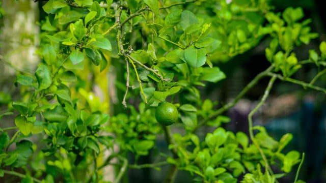 Dicas para o cultivo de limão: seu limoeiro não está dando frutos? Adicione estes 3 itens ao vaso para uma colheita abundante
