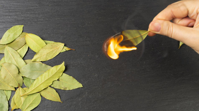 Um truque de ouro que aprendi com a minha avó: queimar folhas de louro em casa toda semana mudou minha vida