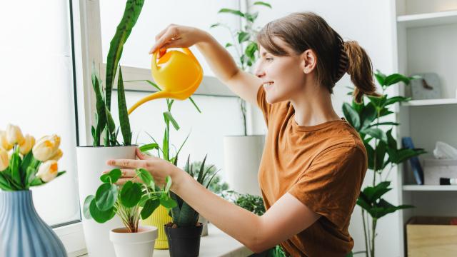 10 plantas da sorte para atrair felicidade e positividade para a sua casa no novo ano
