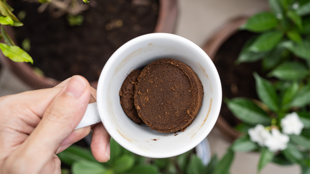 Um tesouro na sua xícara: poucos sabem o poder da borra de café para transformar essas plantas