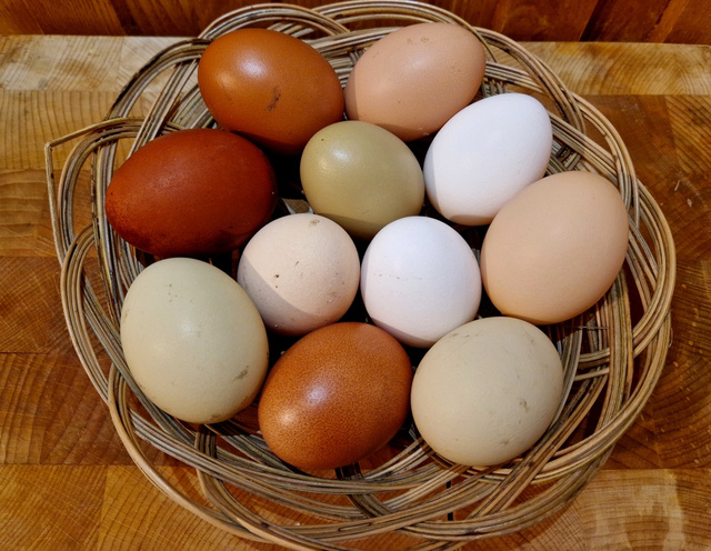 Kathy Alfaro, nutricionista: “Nem todos os ovos são iguais. Existem três variedades.”