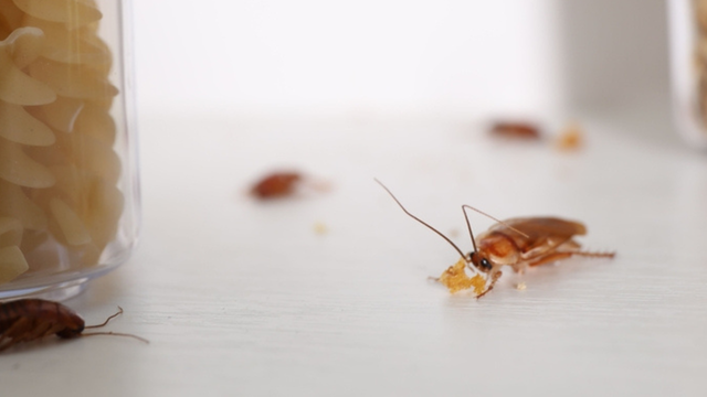 Nem nos armários, nem no ralo da pia: é neste lugar que as baratas se escondem na sua cozinha