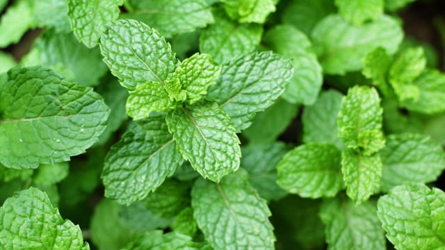 Plantas aromáticas que as pessoas adoram e são um pesadelo para as baratas. Se sua casa está infestada de baratas, você precisa plantar essas!