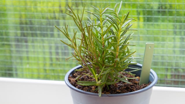 Não serve só como tempero: benefícios de colocar um vaso de alecrim no quarto