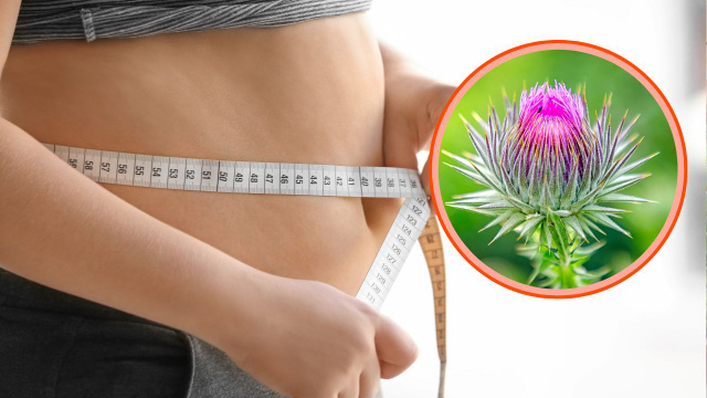Estudo brasileiro revela que planta medicinal popular pode diminuir barriga e inflamações corporais