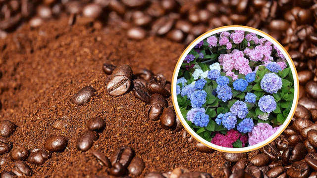Veja como o café pode manter as suas hortênsias longe de pragas