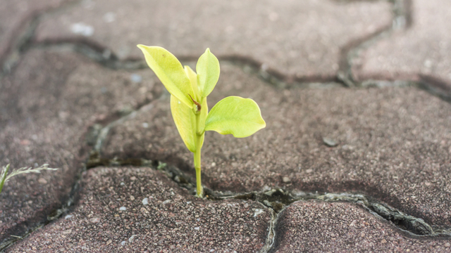 Uma simples folha da calçada pode mudar a vida da sua família e talvez você passe por ela todo dia