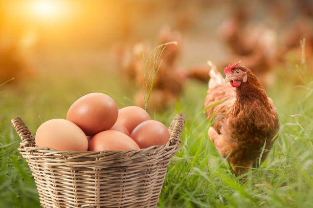 A empresa italiana que está revolucionando a produção de ovos ao devolver as galinhas à floresta