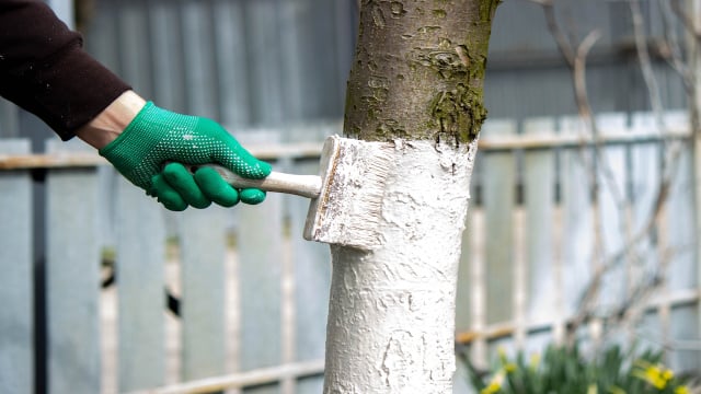Por que pintam as árvores de branco nas plantações? Entenda o que é a caiação do tronco e se vale a pena fazer em casa