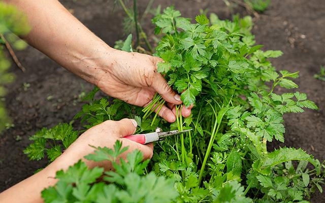 Tem coentro na horta? Esses truques de fazendeiro vão fazer ele crescer forte e aromático
